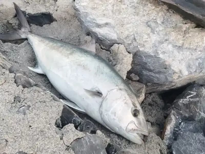 Dev Balık Oltayla Yakalandı: 18 Bin TL'ye Satıldı