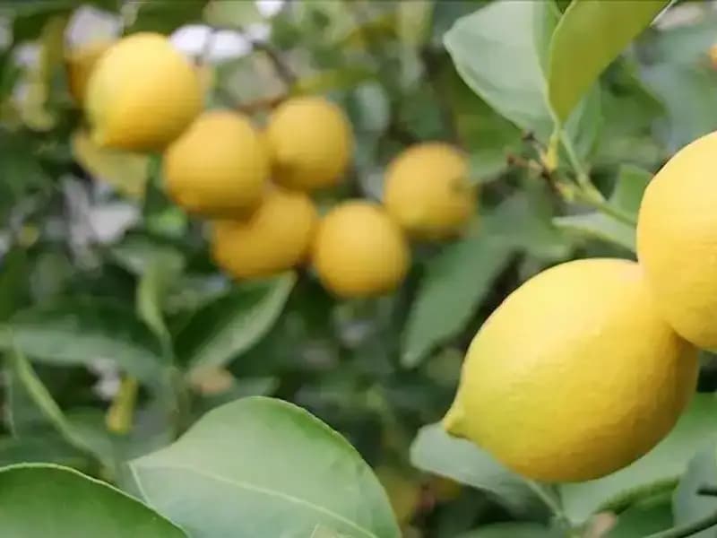 Limonun Fiyatı Rekor Kırdı: Adedi 24 Lira Oldu!