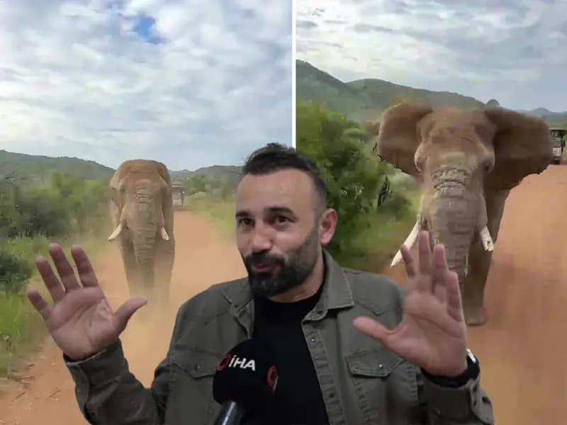 Türk Turistlerin Güney Afrika Safari Korkusu: Fil Kovalamacası