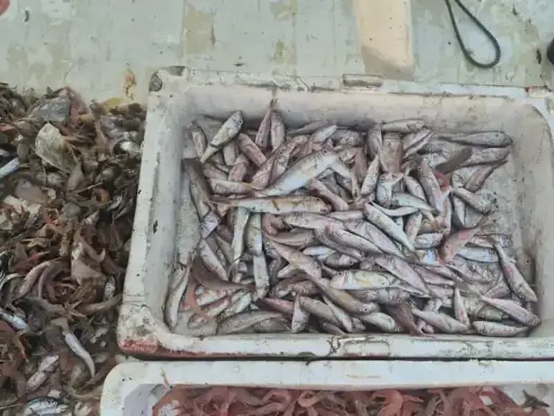 Taze Balık Avlayan İki Balıkçı Limana Dönüş Yaptı: Denizden Gelen Lezzet