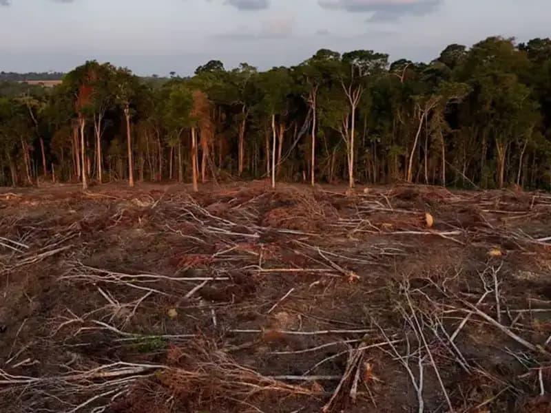 Amazon Ormanları: Asya'daki Ormansızlaşma Tehditleriyle Mücadele Ediyor
