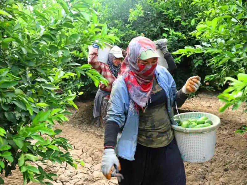 Marketlerde Fiyat Rekoru: Kilosu 150 Lirayı Aşan Sebzeler ve Yeni Hasat