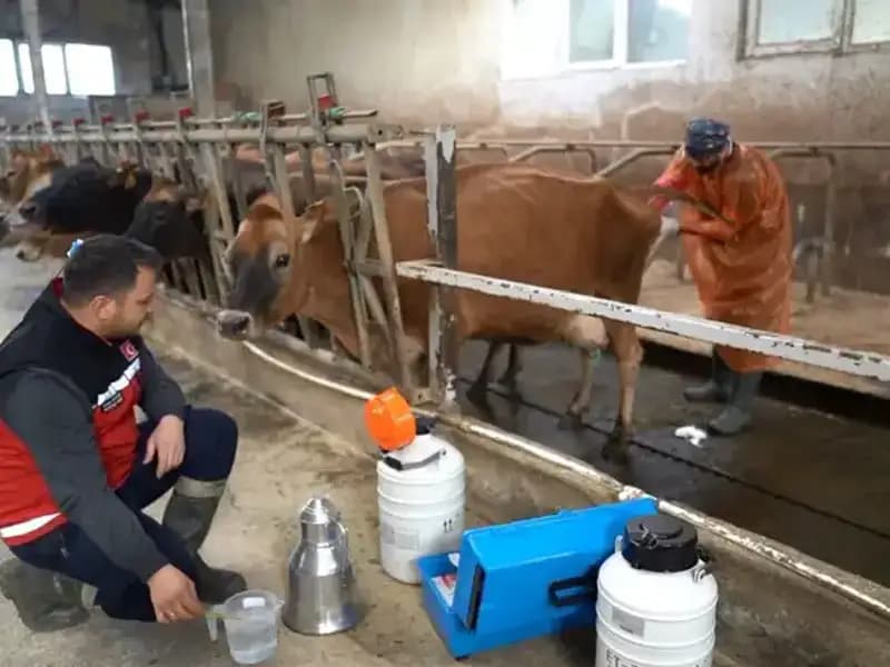 Türkiye'de İlk Kez Jersey Sperması Uygulaması Trabzon'da Gerçekleşti