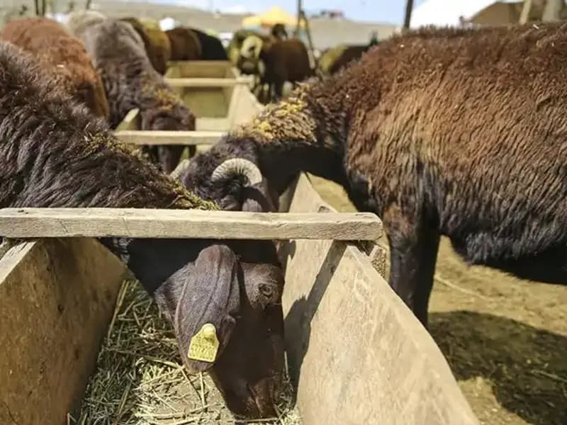 Hayvan Pazarı Kapatıldı: Şap Hastalığı Alarm Veriyor!