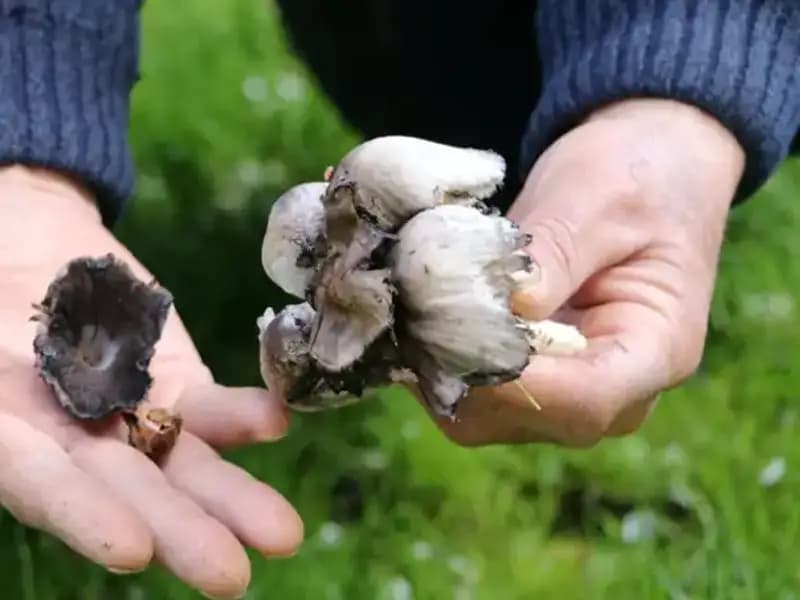 Doğada Şifa Kaynağı Olan Bitkiler: Türkiye'nin 40 Türü Tehdit Altında!