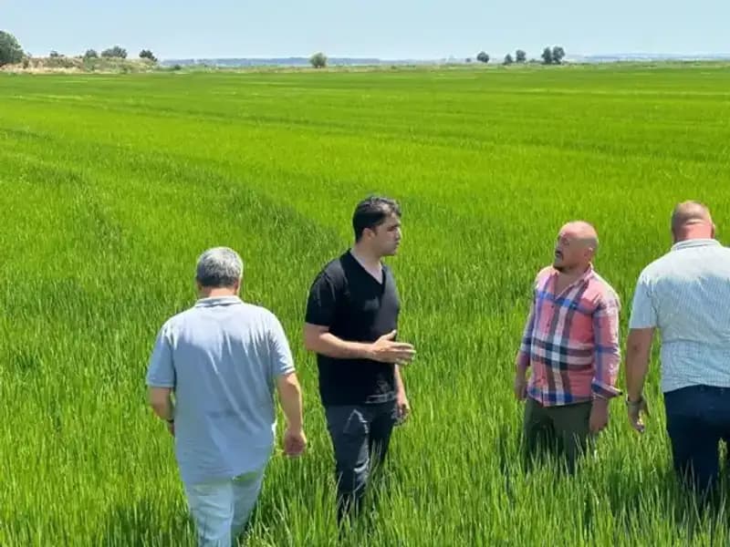 Çeltik Tarlaları Yeşil Denize Dönüşüyor: Rekor Hasat Beklentisi