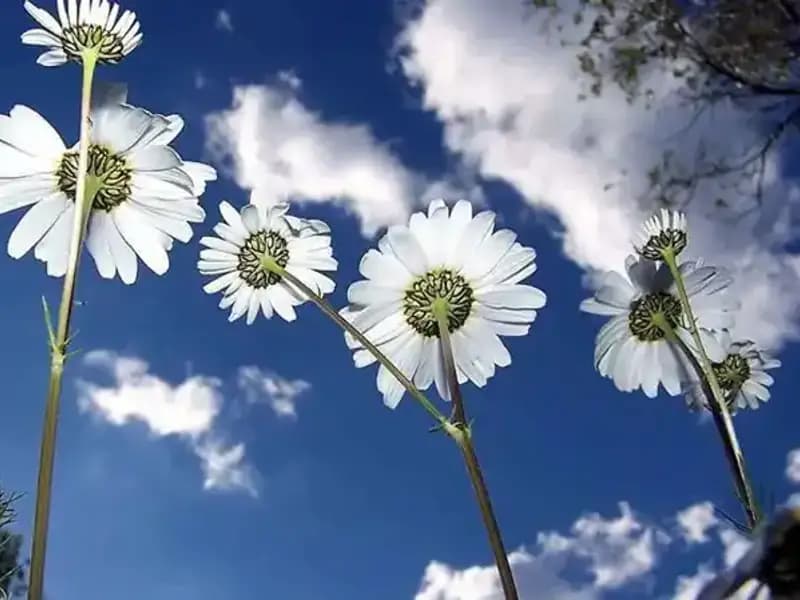 2026 Cemre Düşme Tarihleri: İlkbahara Hazırlık Başlıyor!