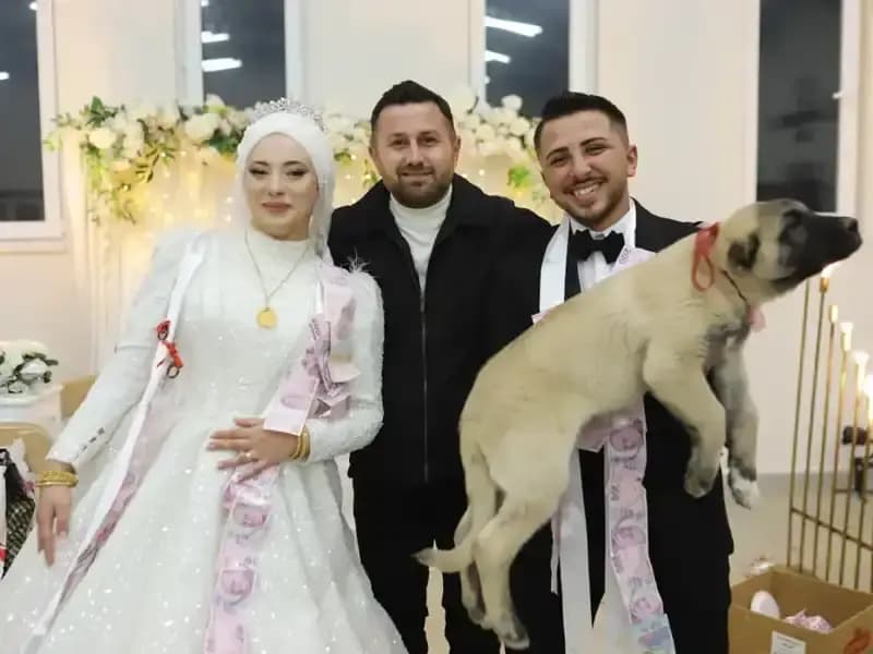 Düğün Töreninde Özgün Bir Gelenek: Gelin ve Damat Çoban Köpeğiyle Mutluluğu Paylaştı