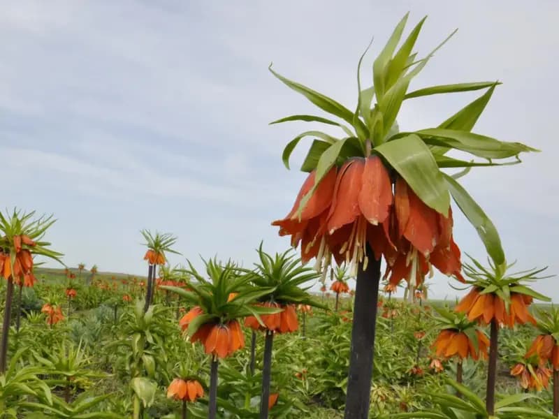 Doğal Çiçek Soğanlarında İhracat Yasağı ve Kotalar Belirlendi