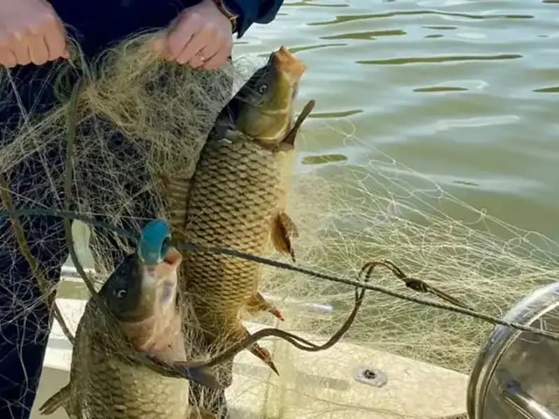 Samsun'da Ağa Takılan Balıklar Kurtarılarak Doğaya Salındı