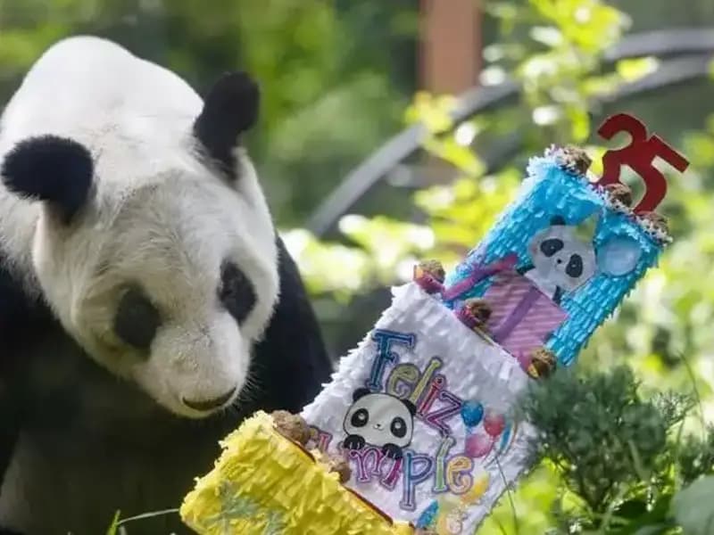 Dev Panda Xin Xin, Doğum Günü Kutlamasıyla Göz Doldurdu