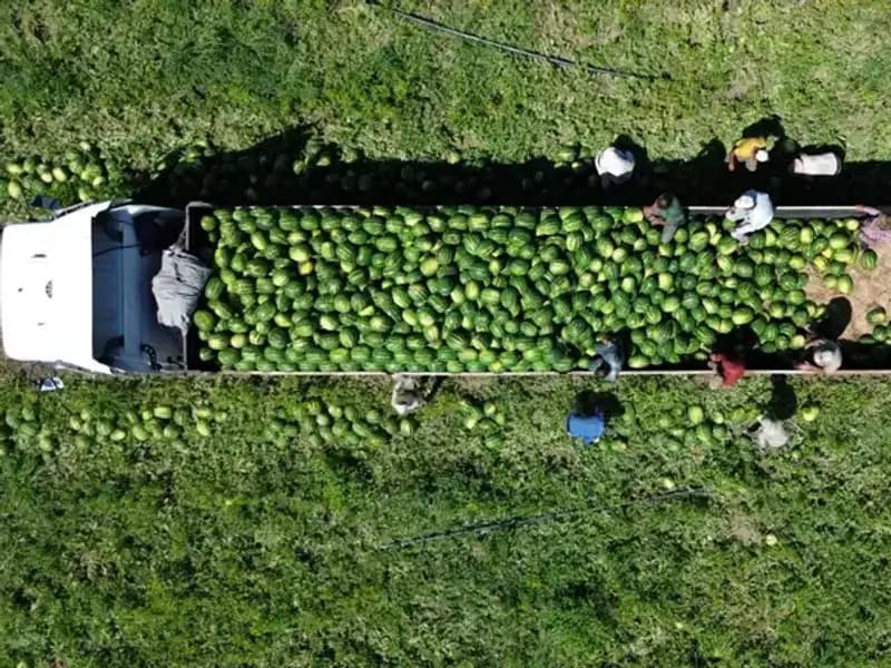 Bafra Ovası'nda Karpuz Rekoltesinde Rekor Beklentisi: 94 Bin 500 Ton