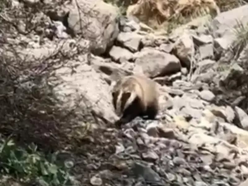 Batman'da Nesli Tükenmekte Olan Canlılar Gözlemlendi: Koruma Zamanı!