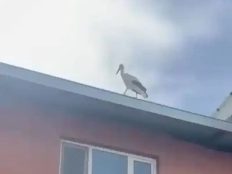 Yusuf Dayı’nın Leyleği “Bilal” Yine Geldi, Doğanın Güzelliği Gözler Önüne Serildi!