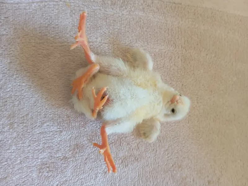 Diyarbakır'da Dört Ayaklı Civciv, Köylüleri Şaşırttı