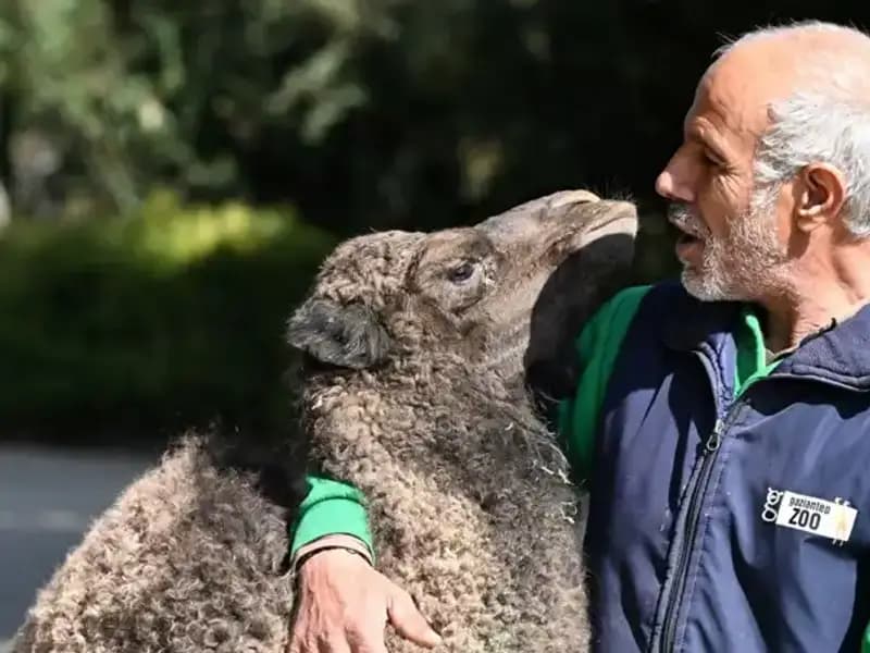 Boncuk: Eşsiz Bir Anne Hassasiyetiyle Beslenen Minik Canlı