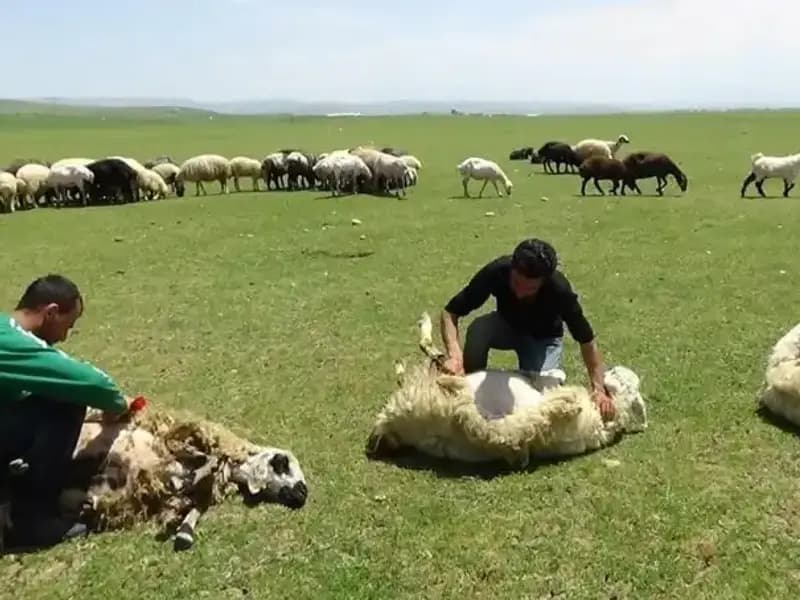 3.370 Rakımda Koyun Kırkma Zamanı: Dağların Yüzdeki Yenilenen Canlılık