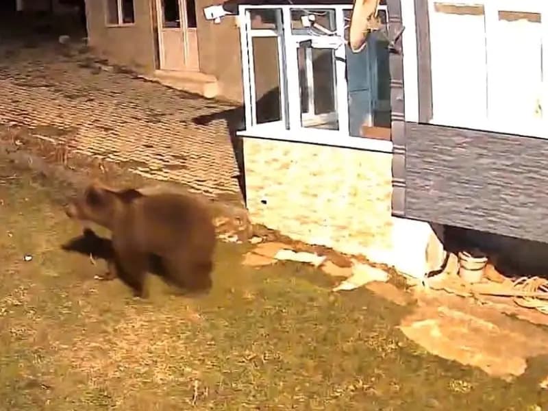 Samsun'da Evin Bahçesine Giren Ayı Güvenlik Kamerasında