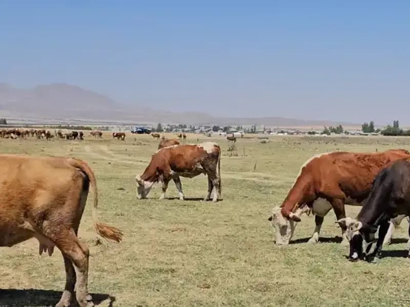 Arin Gölü’nün Kuruması: Su Sıkıntısı Korkutucu Boyutlara Ulaştı