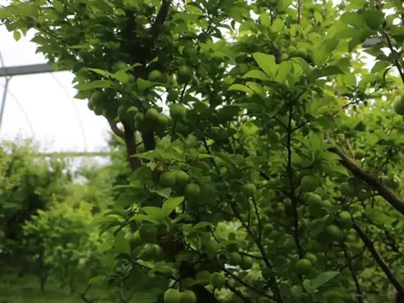 Hatay’ın Eşsiz Ürünü 4 Bin Metrekare Alanda, Kilosu 500 TL ile Dünyaya Açılıyor