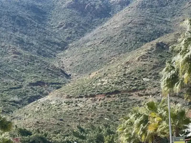 Marmaris'teki Yangın Sonrası Doğanın Yeniden Canlanması: Fidanlar Boy Verdi