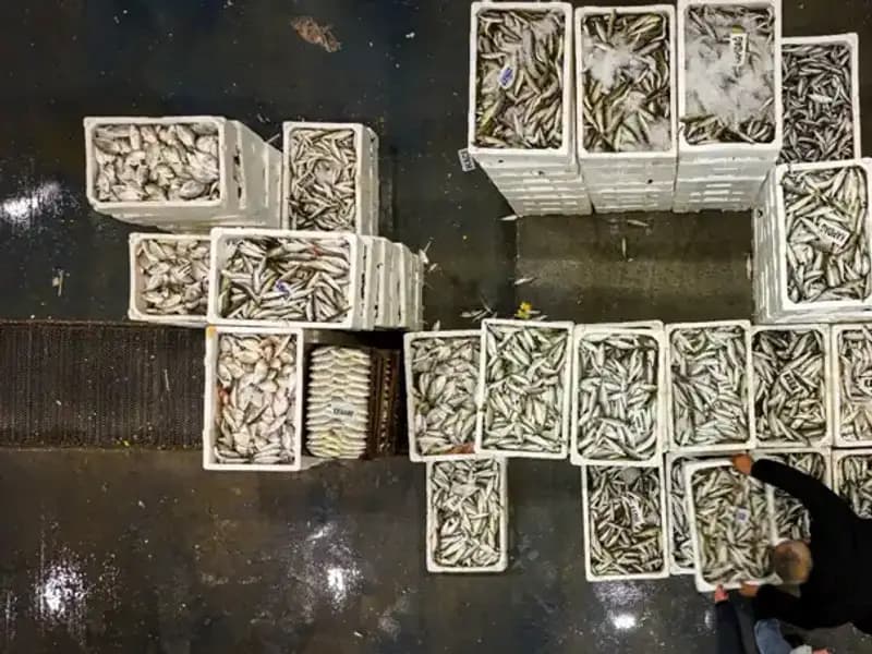 Av Yasağı Başlıyor: Denizlerimize Veda Zamanı Geldi