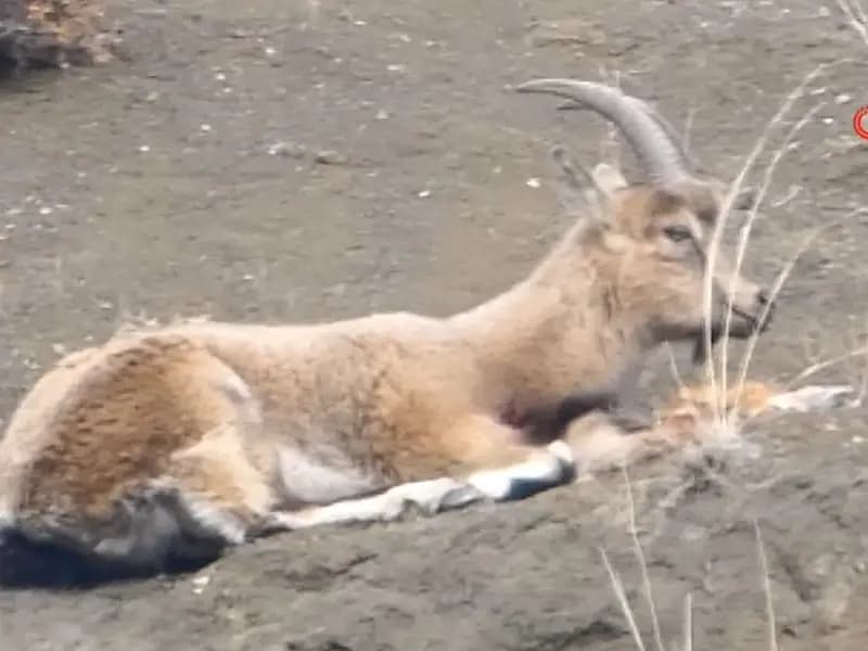 Erzurum'da Kaçak Avcılar Yaban Keçisini Vurdu: Tepkiler Çoğalıyor