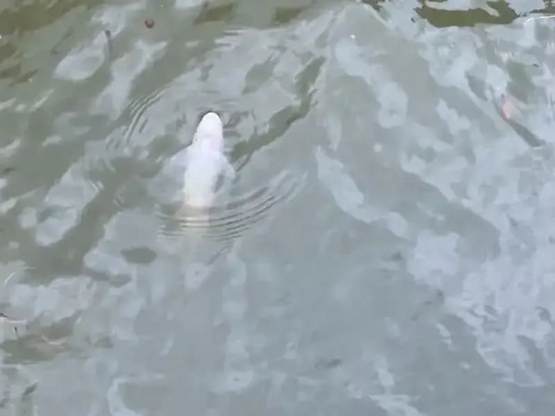 Porsuk Çayı'nda Gizemli Balık Ölümleri: Çevre Felaketi Mi?