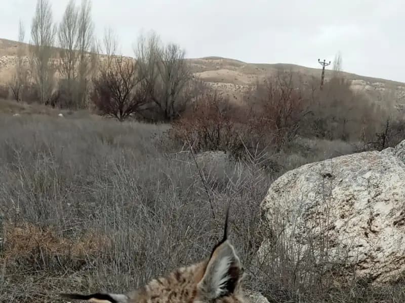 Kayseri'de Nesli Tehlike Altındaki Vaşak Doğada Ölü Bulundu