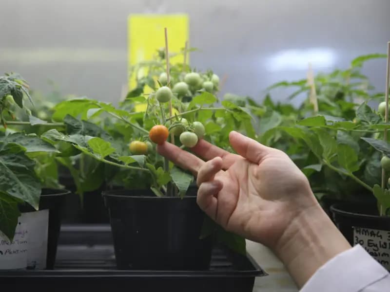 Türk Bilim İnsanları Ay ve Mars'ta Domates Yetiştirmeyi Başardı