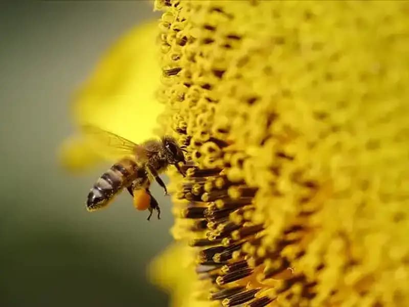 Arı Ölümlerinin Sırrı Çözüldü: Kır Çiçeklerinde Zehir Birikiyor!