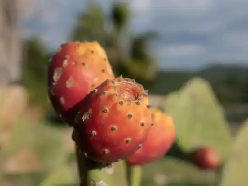 Doğal Magnezyum Kaynakları: Vücudun İhtiyacını Karşılamanın Sırrı