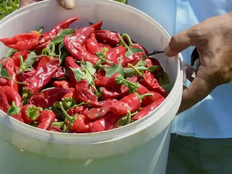 Gaziantep’te Kırmızı Biber Hasadı Başladı: Tarımda Yeni Bir Dönem mi?