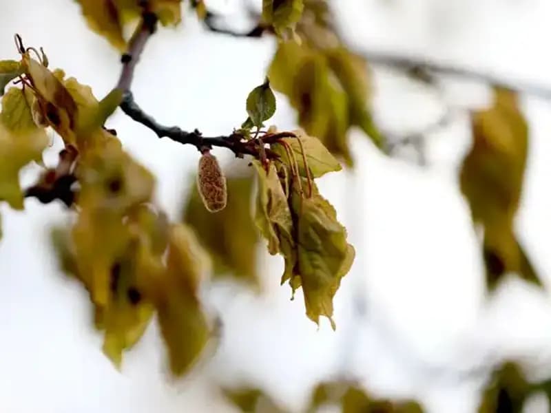Zirai Don Felaketi İçin Meclis Araştırma Komisyonu Kuruldu: Tarım Sektörü Neden Zor Durumda?