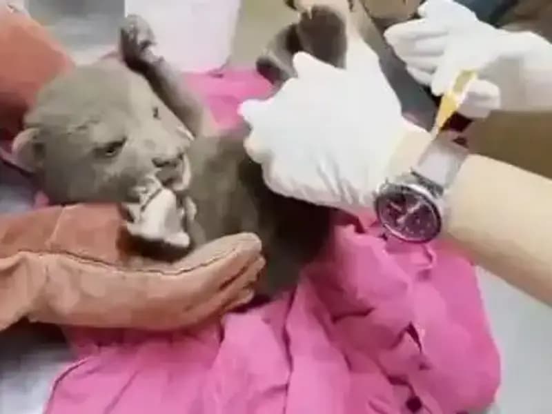 Karabük'te Yavru Bozayı Bulundu: Doğanın Korunması İçin Fırsat!