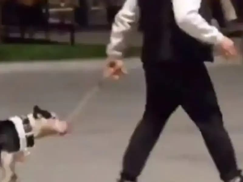 Ağızlıksız Pitbull Olayı: Sahibi Suçlu Bulundu ve Cezalandırıldı