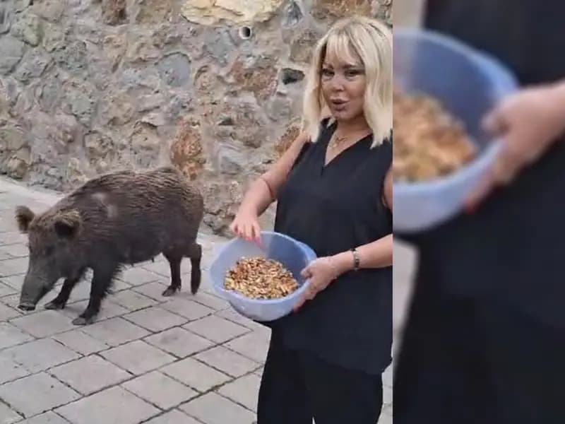 Safiye Soyman'ın Yaban Domuzu Macerası Bodrum'da Yaşandı