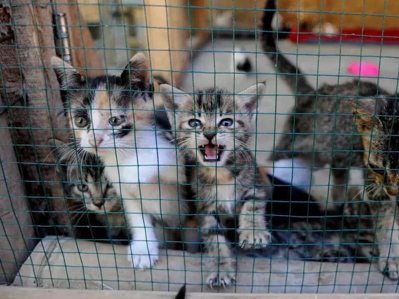 Hayvan Sahiplenme Süresi 3 Yıla İndirildi