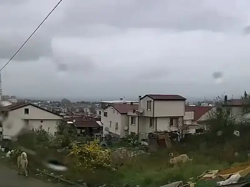 Sahipsiz Köpeklerin Saldırısı: 5 Yaşındaki Çocuk Hayati Tehlike Altında