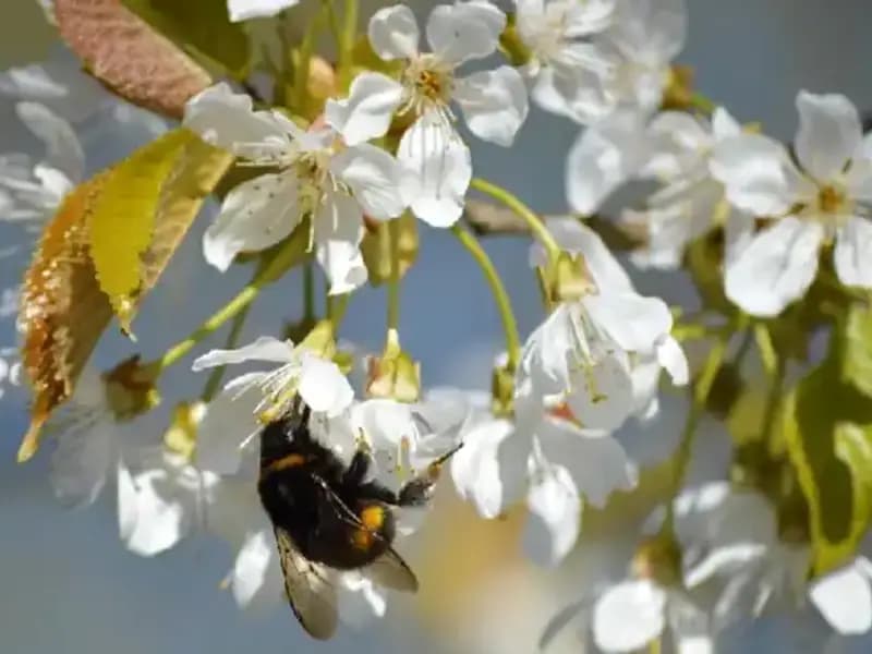 Hıdırellez 2025 Takvimi: Ne Zaman Kutlanacak ve Neden Önemli?