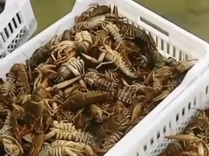 Baraj Gölünde Görülen Şok Edici Manzara Balıkçıları Endişelendirdi!