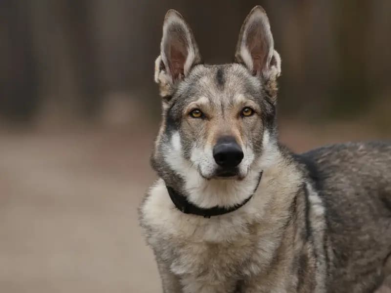 Türkiye'de Bulunan En Eski Köpek DNA'sı, 16 Bin Yıllık Dostluğu Ortaya Koydu