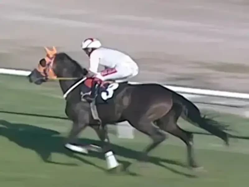 Mersin'de Kavurmada Bulunan At Eti İngiliz Basınında Gündem Oldu