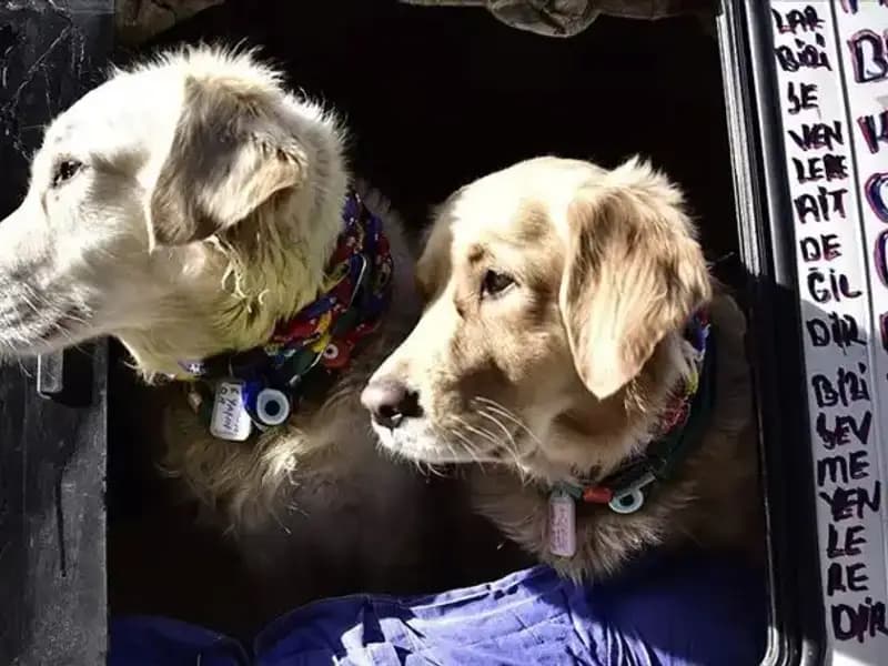 Evcil Hayvan Sahiplerine Müjde: Son Tarih Uzatıldı!