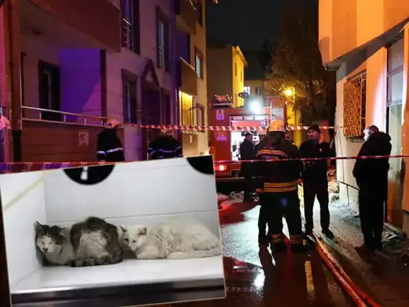 Evde Yangın Çıktı: 26 Kedi Can Verdi, Hayvanseverler Yasta
