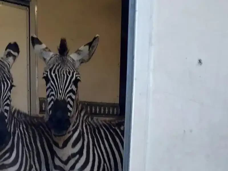 Sınır Kontrolünde Şok Edici Buluntu: Minibüsten Çıkan Zebra ve Maymunlar!