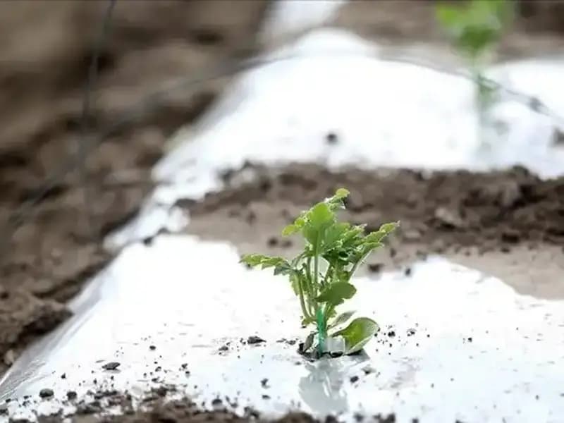 Zirai Don Desteği Başvurusu Nasıl Yapılır? Kesin Bilgiler Burada!
