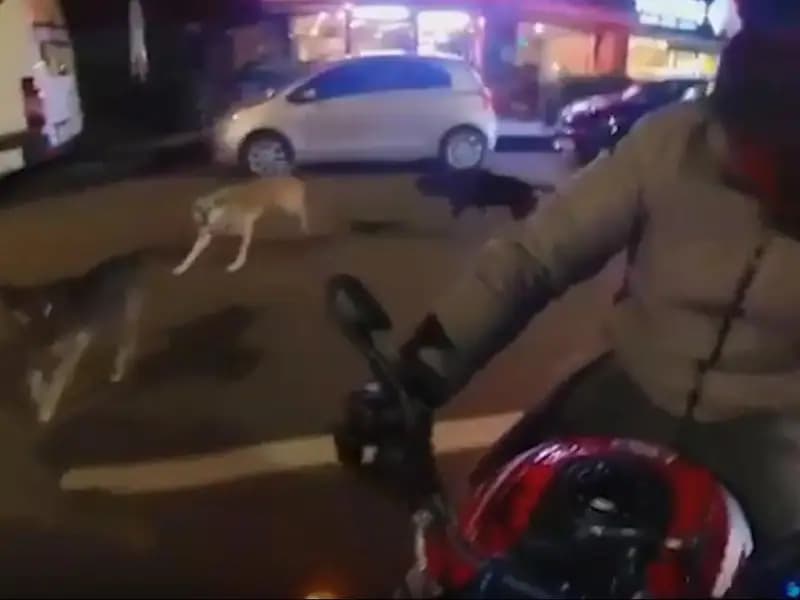 Motosiklet sürücüsüne başıboş köpeklerin saldırısı!