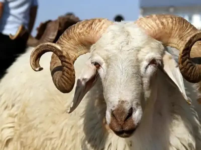 2025 Kurban Bayramı Takvimi Açıklandı! Bayram Ne Zaman Kutlanacak?