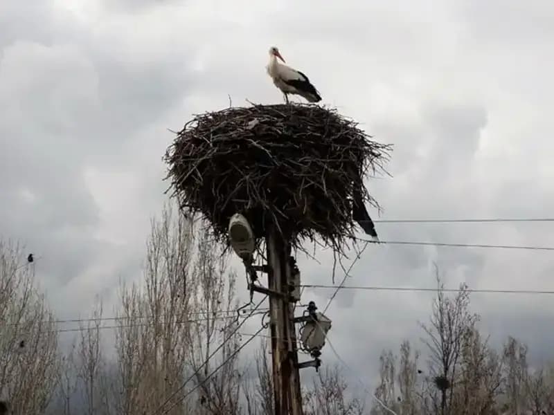 Leylekler Muş Ovası’na dönüş yaptı: Doğanın habercileri geri döndü!